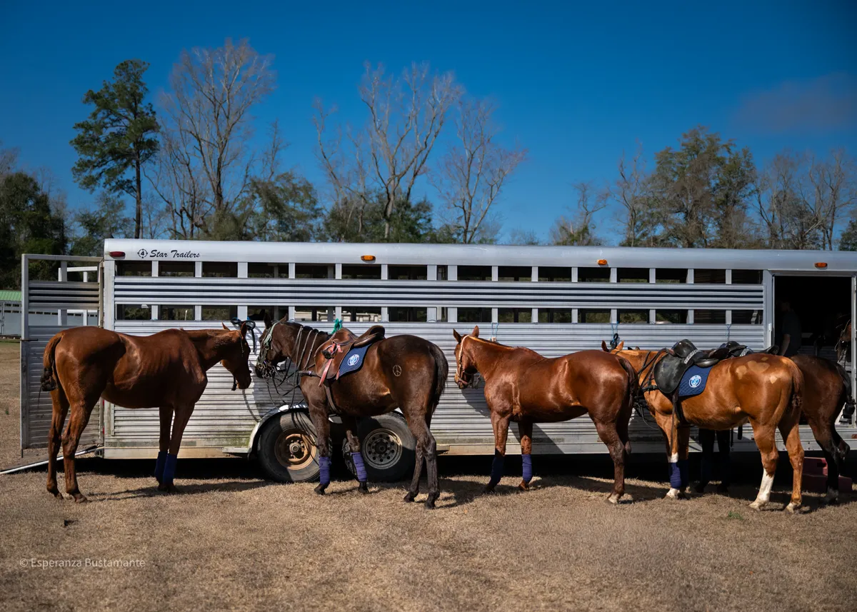 Polo horses lined up at the trailer before the match