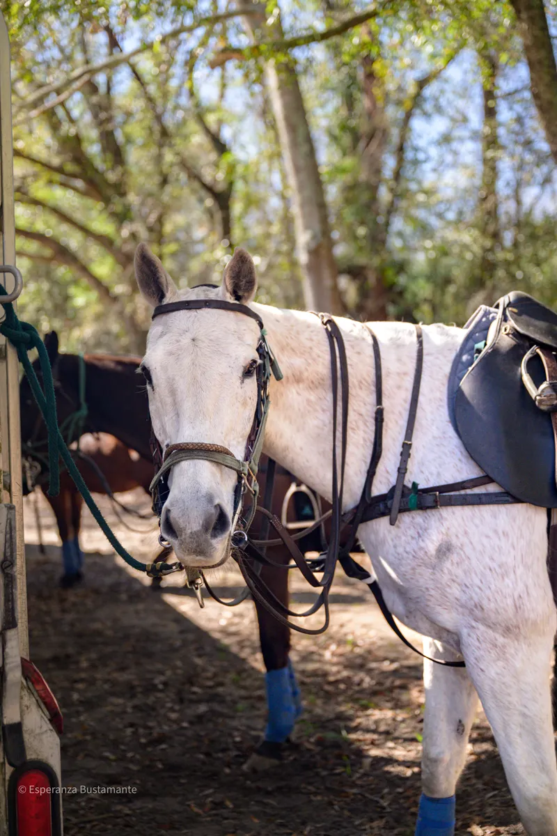 White polo horse saddled under the Lowcountry oaks